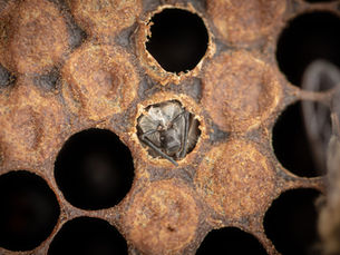 Birth of a bee