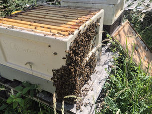Why Your Bees Are Better at Air Conditioning Than You Are