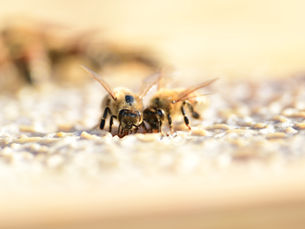 The Party's Over: The Main Honey Flow Draws to a Close in Hadley Wood