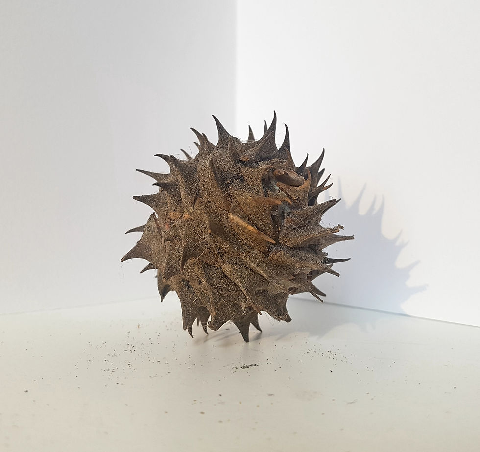 Sucker: thorns and golf ball