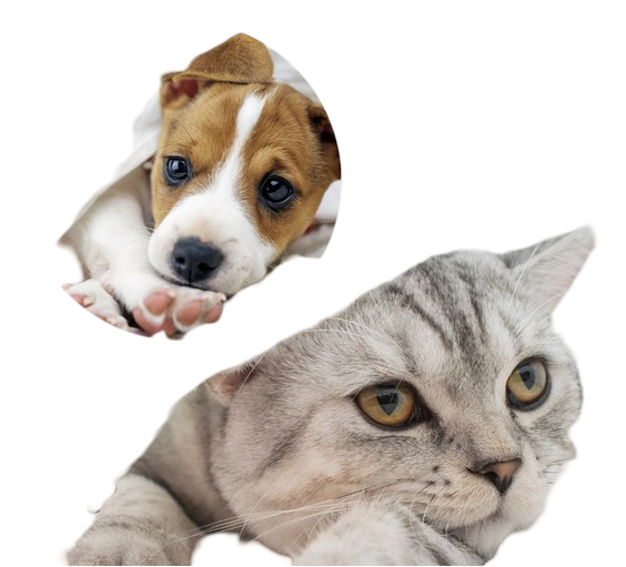 Logo Humanimal