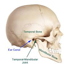 TMJ anatomy