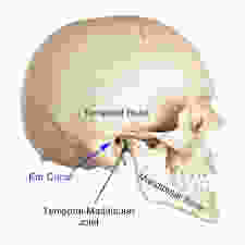 TMJ anatomy