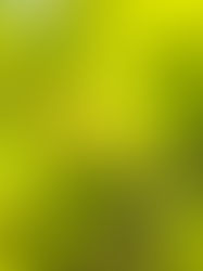 クロモジの香りから生まれた、お線香