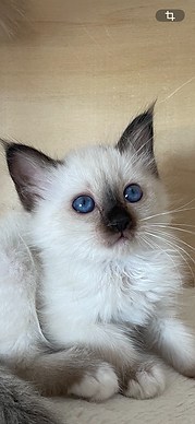 Yeux bleu B 26.PNG