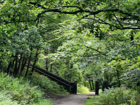 Finding Grace at the Threshold of the Forest