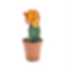 Cactus - Orange