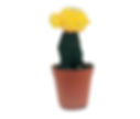 Cactus - Yellow