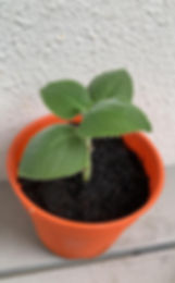 Indian Borage