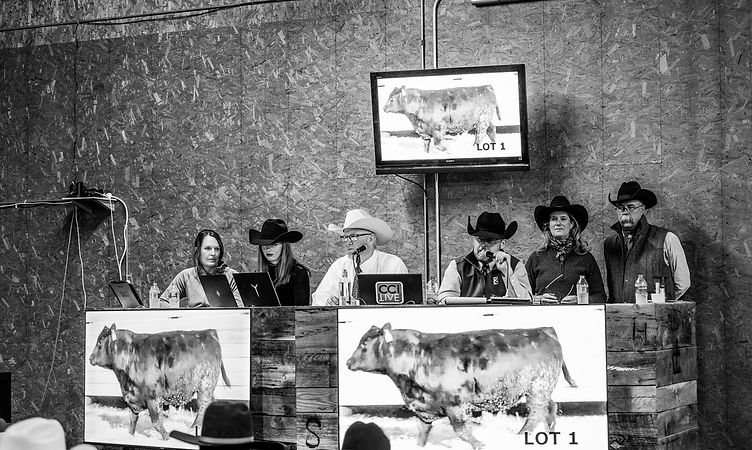 March Bull Auction
