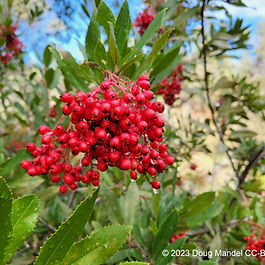 Looks great all 4 seasons – large clusters of flowers in spring/summer, gorgeous red berries in fall/winter, and attractive foliage throughout the year. Hollywood was named after Toyon, because this "holly" covered the hillsides.