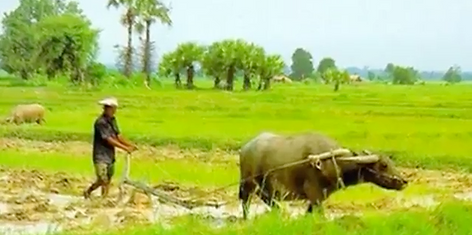 Buffalos pulling plough Thailand