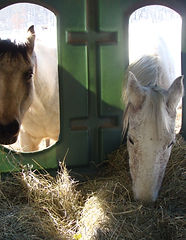Hay hut