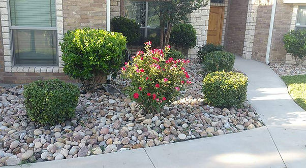 hedge clean up .jpg