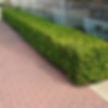 abelia-rose-creek.jpg