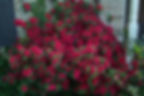 abelia-rose-creek.jpg