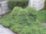 abelia-rose-creek.jpg