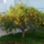 abelia-rose-creek.jpg