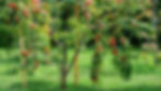 abelia-rose-creek.jpg