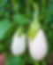 White Eggplant