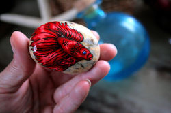 beta-fighting-fish-aquarium-fish-pet-roc