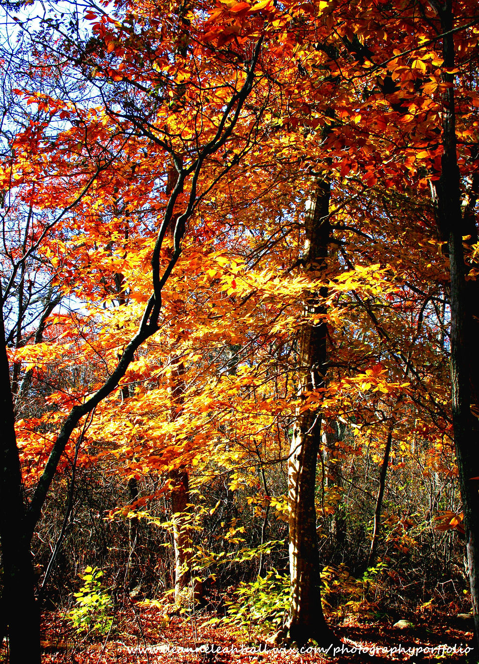 yellow-tree-Yellow-Foliage-forest-trail-woods-and-path-sunlight-on-leaves-Demarest-Lloyd-State-Park-