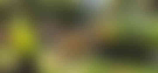 Tree Planting in East Brighton, Colorado - Riverdale Tree Services