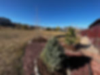 Stanley Lake Tree Planting