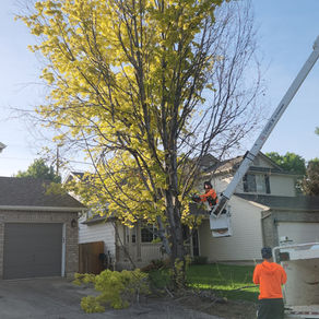 Frederick Tree Removal Clears Declining Maple for Firewood