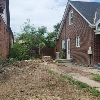 Silver Maple Tree Removal - Brighton, CO - Riverdale Tree Services