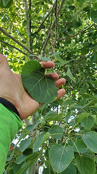 Plant Health Care Brighton - Riverdale Tree Services