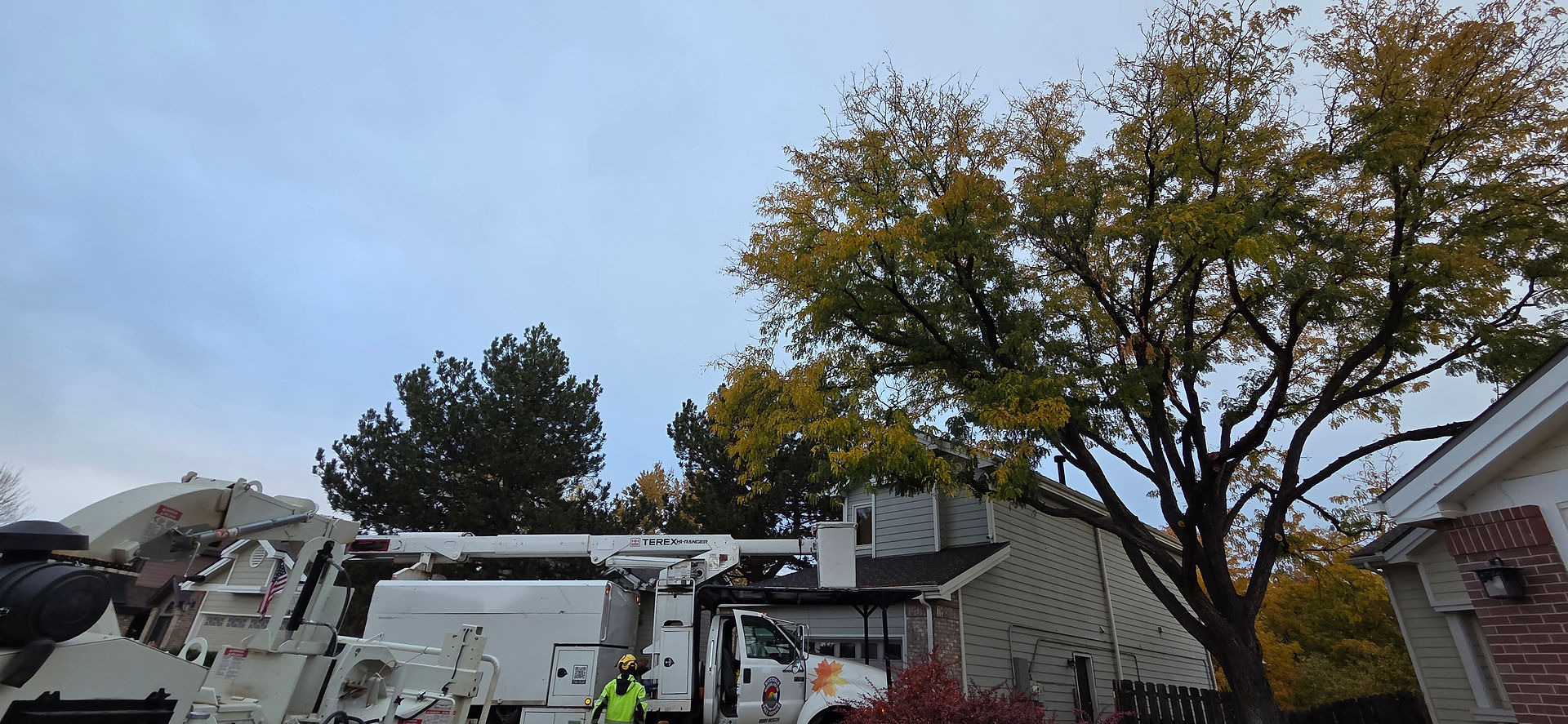 Thornton Locust Removal Project - Riverdale Tree Services
