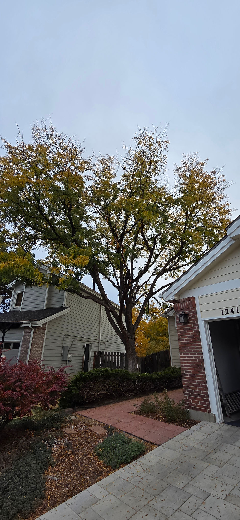 Thornton Locust Removal Project