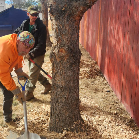 Mulch Ring in Brighton