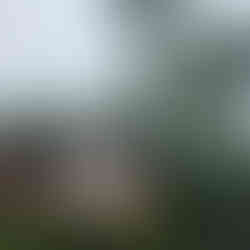 Silver Maple Tree Removal - Brighton, CO - Riverdale Tree Services