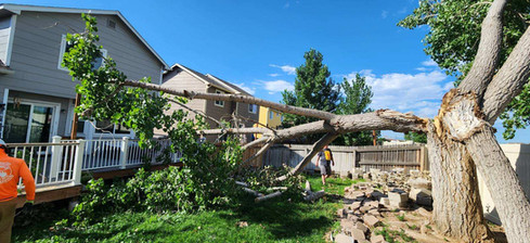 Plains Cottonwood Removal