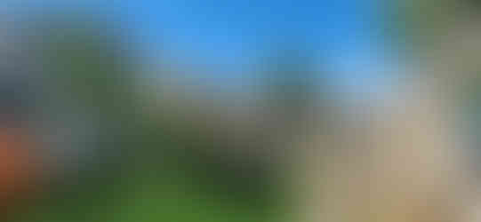 Plains Cottonwood Removal