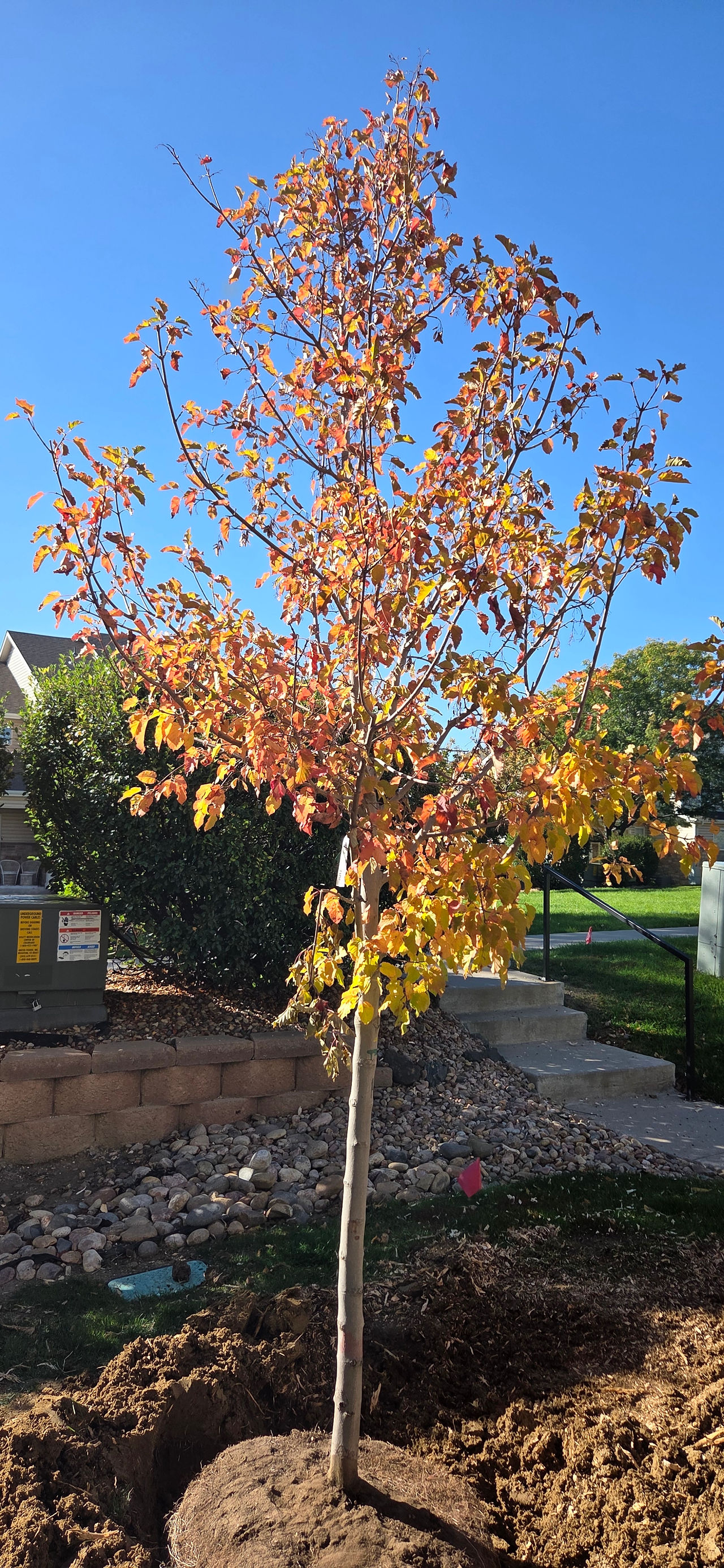 Tree Planting in East Brighton, Colorado - Riverdale Tree Services