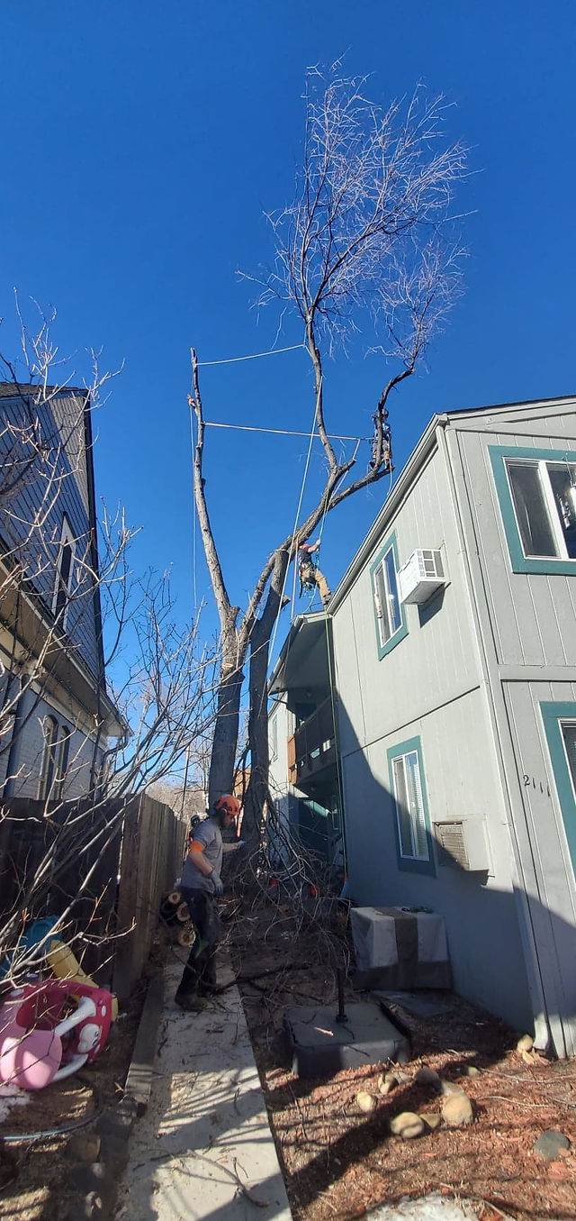 Boulder County Tree Removal