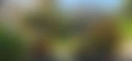 Tree Planting in East Brighton, Colorado - Riverdale Tree Services