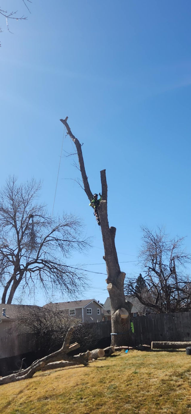 Ash Tree Removal Northglenn