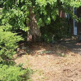 Silver Maple Tree Removal - Brighton, CO - Riverdale Tree Services