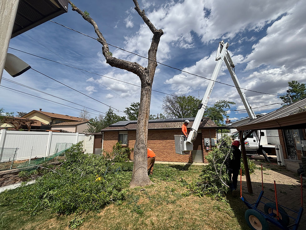 When Should a Tree Be Removed Instead of Trimmed? A Homeowner's Guide