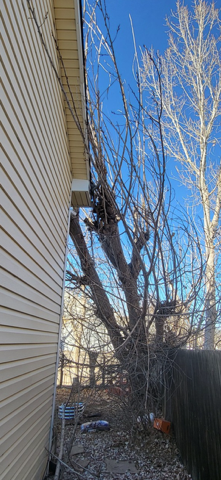 Emergency Crane Job Tree Removal Brighton