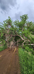 Emergency Tree Removal Barr Lake