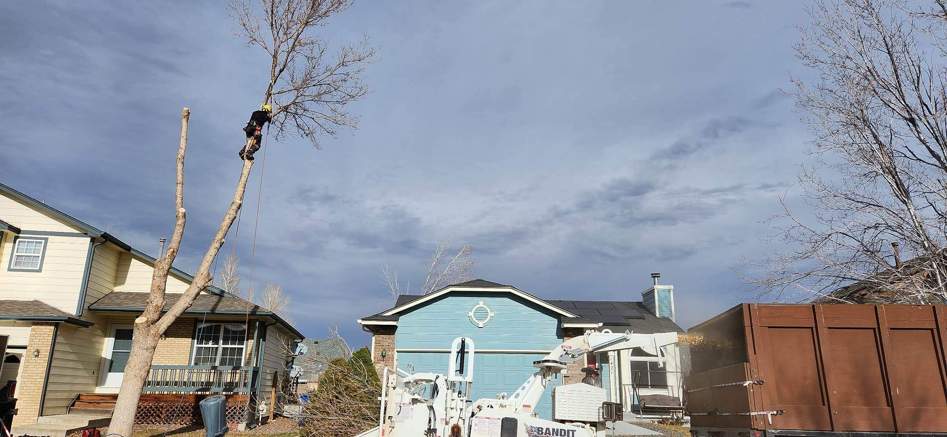 Cottonwood & Ash Tree Removal Westminster, CO