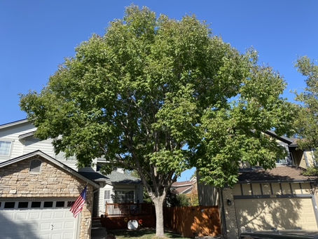 Embrace your beautiful landscape with Expert Tree Service in Erie