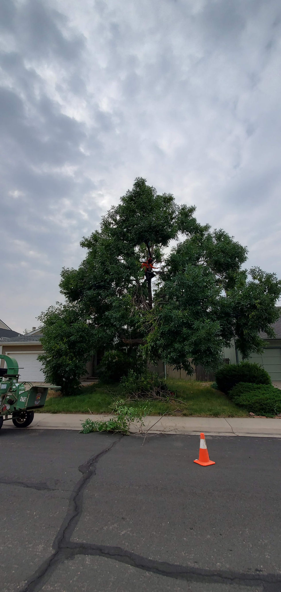 Tree Trimming - Riverdale Tree Services