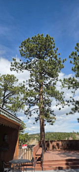 Christes of Genesee Event Center Fertilization & Removals