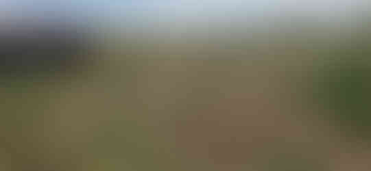 Plains Cottonwood Removal Firestone, CO - Riverdale Tree Services